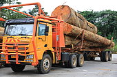 Tropical forest exploitation, Gabon