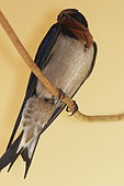 Angola Swallow (Hirundo angolensis), Gabon,