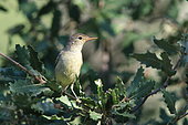 Melodious Warbler (Hippolais polyglotta) on a branch, Catalonia, Spain