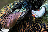 Ocellated Turkey (Meleagris ocellata) male preening, Peten, Guatemala
