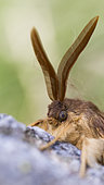 Oak Eggar (Lasiocampa quercus) moth on tree, Tessin, Switzerland
