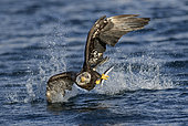 Bald Eagle (Haliaeetus leucocephalus) with fish in claws, Alaska, USA