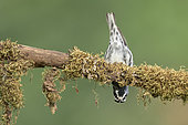 Black-and-white Warbler (Mniotilta varia) male hanging on a branch, Texas, USA