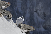Rock Ptarmigan (Lagopus mutus) female in winter livery on rock, Valais Alps, Switzerland.