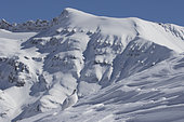 Rock Ptarmigan (Lagopus mutus) female in winter livery in the snow, Valais Alps, Switzerland.