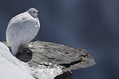 Rock Ptarmigan (Lagopus mutus) female in winter livery on rock, Valais Alps, Switzerland.