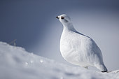 Rock Ptarmigan (Lagopus mutus) female in winter livery in the snow, Valais Alps, Switzerland.