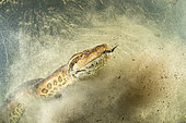 Anaconda vert (Eunectes murinus), Rio Formoso, Bonito, Mato Grosso do Sul, Brésil. Image primée au Festival de Montier-en-Der 2018 - Prix spécial du jury.