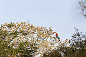 Red-and-green Macaw (Ara chloropterus), Buraco das Araras, Bonito, Mato Grosso do Sul, Brazil