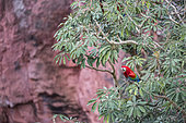 Red-and-green Macaw (Ara chloropterus), Buraco das Araras, Bonito, Mato Grosso do Sul, Brazil