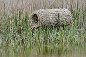 Development consisting of reeds in a marsh to promote the nesting of water birds, Marquenterre Park, Baie de Somme, France.