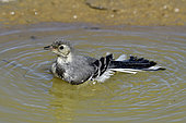 Pied Wagtail (Motacilla alba), young bathing in a pond, France