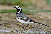 Pied Wagtail (Motacilla alba), adult at the edge of a pond, France