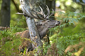 Red Deer (Cervus elaphus) rubbing its antlers against a birch at the time of the slab in Boutissaint Forest, Yonne, Burgundy, France