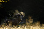 Red Deer (Cervus elephus), slab, Dyrehaven, Denmark