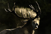 Red Deer (Cervus elephus), slab, Dyrehaven, Denmark