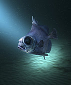 Neocyttus helgae, False boarfish, swimming. Deep sea fish that lives between 900 and 1800 m deep close to seamounts. Were associated with basalt habitats featuring corals and as well as depressions in sheets of basalt. These features provided refuge from flow and predators as well as immediate access to zooplankton and pelagic prey delivered by rapid currents. Note territorial behaviour, such as raised dorsal spine and lateral display, occurred when submersible vehicles approached fish, suggesting that territorial defence is a common behavioural attribute. From Azores, Portugal - Composite image