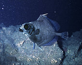 Neocyttus helgae, False boarfish, swimming. Deep sea fish that lives between 900 and 1800 m deep close to seamounts. Were associated with basalt habitats featuring corals and as well as depressions in sheets of basalt. These features provided refuge from flow and predators as well as immediate access to zooplankton and pelagic prey delivered by rapid currents. From Azores, Portugal - Composite image
