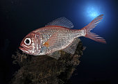 Centroberyx affinis, Redfish, swimming. Occur on rocky reefs and muddy substrates of the continental shelf and upper slope, from 10 to 500m deep, forming dense schools close to the bottom at dawn and dusk and dispersing throughout the water column at night to feed. Are slow growing and long-lived fish, which may reach a maximum age of about 30 years and 1 kg in weight. Reasonably detailed stock assessments conducted as part of the Commonwealth process indicate that the redfish stock is significantly growth overfished. From Australia - Composite image