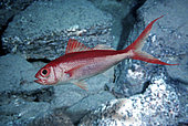 Etelis coruscans, Deepwater longtail red snapper, long-tailed form. Adults inhabit rocky bottoms of the continental shelf and continental slope from 40 to 400 m deep. Highly valued for the quality of its flesh. It's a slow-growing and late to mature, taking an estimated 5 to 6 years to reach maturity. There are two morphs present in this species: long-tailed and short-tailed forms. The caudal-fin length may be sexually dimorphic. From Madagascar - Composite image