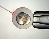 Microinjection of Zebrafish (Danio rerio) embryos to analyse gene function. Embryo being micro-injected into the yolk with RNA (ribonucleic acid) mixed with a red dye. One of the advantages of studying zebrafish is the ease with which specific gene products can be added to or eliminated from the embryo by microinjection. Morpholinos, which are synthetic oligonucleotides with antisense complementarity to target RNAs, can be added to the embryo to reduce the expression of a particular gene product. USA
