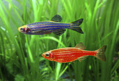 GloFish Zebrafish (Danio rerio), red and blue versions. Although not originally developed for the ornamental fish trade, it is one of the first genetically modified animals to become publicly available. These fluorescent fishes were developed with a gene that encodes the green fluorescent protein from a jellyfish. The gene was inserted into a zebrafish embryo, allowing it to integrate into the zebrafish's genome, which caused the fish to be brightly fluorescent under both natural white light and ultraviolet light. Their goal was to develop a fish that could detect pollution by selectively fluorescing in the presence of environmental toxins. USA