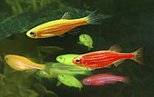 GloFish Zebrafish (Danio rerio), red and yellow versions. Although not originally developed for the ornamental fish trade, it is one of the first genetically modified animals to become publicly available. These fluorescent fishes were developed with a gene that encodes the green fluorescent protein from a jellyfish. The gene was inserted into a zebrafish embryo, allowing it to integrate into the zebrafish's genome, which caused the fish to be brightly fluorescent under both natural white light and ultraviolet light. Their goal was to develop a fish that could detect pollution by selectively fluorescing in the presence of environmental toxins. USA