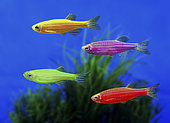 GloFish Zebrafish (Danio rerio), in diverse color versions. Although not originally developed for the ornamental fish trade, it is one of the first genetically modified animals to become publicly available. These fluorescent fishes were developed with a gene that encodes the green fluorescent protein from a jellyfish. The gene was inserted into a zebrafish embryo, allowing it to integrate into the zebrafish's genome, which caused the fish to be brightly fluorescent under both natural white light and ultraviolet light. Their goal was to develop a fish that could detect pollution by selectively fluorescing in the presence of environmental toxins. USA