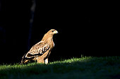 Spanish imperial eagle (Aquila adalberti) on ground, Cordoba, Spain
