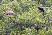 Spanish imperial eagle (Aquila adalberti) family on a pine tree, Cordoba, Spain