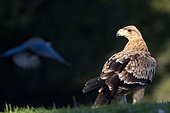 Spanish imperial eagle (Aquila adalberti) on ground, Cordoba, Spain