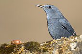 Blue rock Thrush (Monticola solitarius) male on rock, Cordoba, Spain