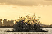 Great cormorant (Phalacrocorax carbo) groupe at dusk, Tablas de Daimiel National Park, Spain