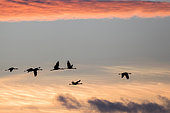 Common crane (Grus grus) group in flight at sunset, Tablas de Daimiel National Park, Spain