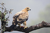 Spanish imperial eagle (Aquila adalberti) with prey on a branch, Cordoba, Spain