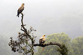 Spanish imperial eagle (Aquila adalberti) with prey on a branch, Cordoba, Spain