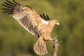 Spanish imperial eagle (Aquila adalberti) landing, Cordoba, Spain
