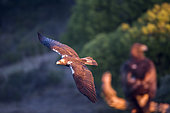Spanish imperial eagle (Aquila adalberti) in flight, Cordoba, Spain
