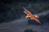 Spanish imperial eagle (Aquila adalberti) in flight, Cordoba, Spain