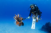 Scuba diver hunting the Invasive lionfish, alien species (Pterois volitans) caught to feed the crocodiles, Chinchorro Banks (Biosphere Reserve), Quintana Roo, Mexico