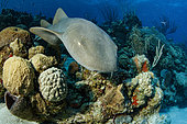 Nurse shark (Ginglymostoma cirratum), swimming on the reef, Chinchorro Banks (Biosphere Reserve), Quintana Roo, Mexico
