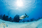 Nurse shark (Ginglymostoma cirratum), swimming, Chinchorro Banks (Biosphere Reserve), Quintana Roo, Mexico