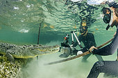 Free diver taking pictures of an American crocodile (Crocodylus acutus), Chinchorro Banks (Biosphere Reserve), Quintana Roo, Mexico
