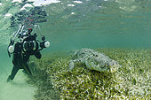 Free diver taking pictures of an American crocodile (Crocodylus acutus), Chinchorro Banks (Biosphere Reserve), Quintana Roo, Mexico