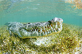 American crocodile (Crocodylus acutus), Chinchorro Banks (Biosphere Reserve), Quintana Roo, Mexico