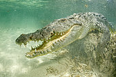 American crocodile (Crocodylus acutus), Chinchorro Banks (Biosphere Reserve), Quintana Roo, Mexico