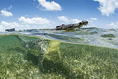 American crocodile surfacing, (Crocodylus acutus), Chinchorro Banks (Biosphere Reserve), Quintana Roo, Mexico