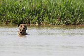 Jaguar (Panthera onca) individual watching from the water, Pantanal, Brazil