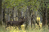 Red Deer (Cervus elaphus) male bellowing in the undergrowth, Boutissaint Forest, Yonne, Burgundy, France