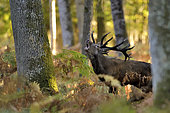 Red Deer (Cervus elaphus) male bellowing in the undergrowth, Boutissaint Forest, Yonne, Burgundy, France